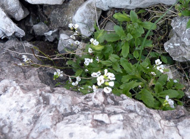 A zonzo sulle Dolomiti del Brenta 4